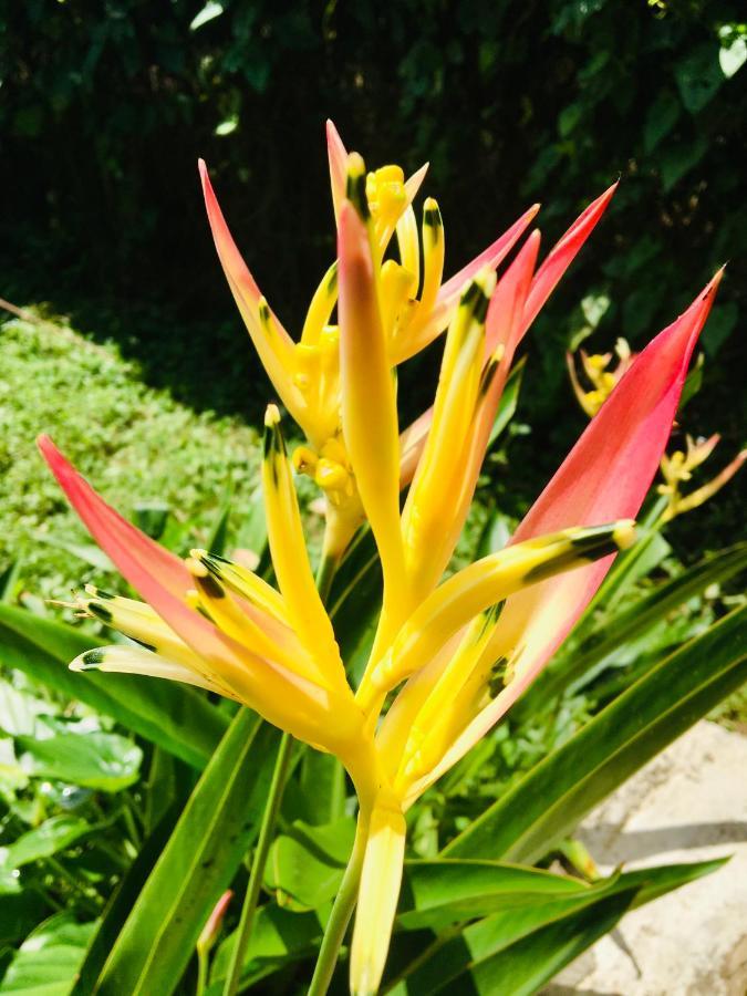 Casa Salvaje Vacation Rentals Bocas Town Exterior foto